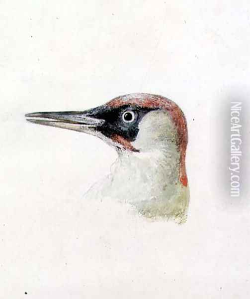 Woodpecker, from The Farnley Book of Birds, c.1816 Oil Painting - Joseph Mallord William Turner