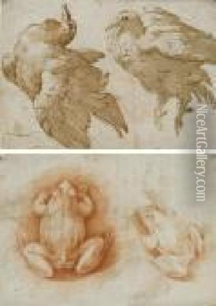 Two Studies Of A Dove (recto); Two Studies Of A Frog (verso) Oil Painting - Girolamo Francesco Maria Mazzola (Parmigianino)