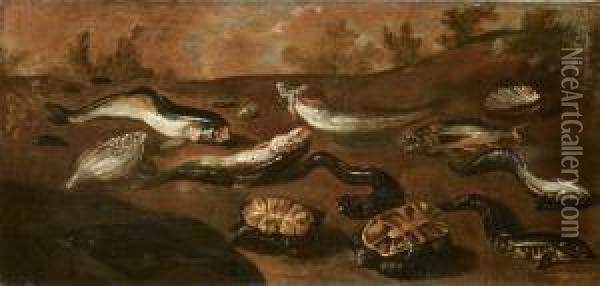 Pesci, Conchiglie E Due Tartarughe Oil Painting - Paolo Porpora