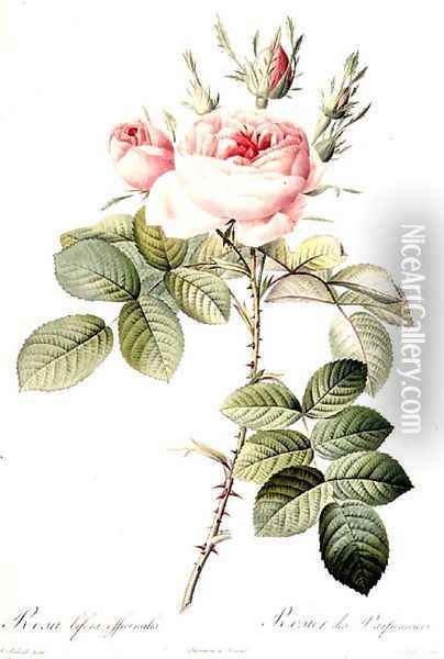 Rosa Bifera Officinalis, engraved by Langlois, published by Remond Oil Painting - Pierre-Joseph Redoute