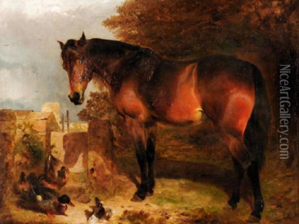 A Bay Horse, With Duck And Pigeons Oil Painting - William Huggins