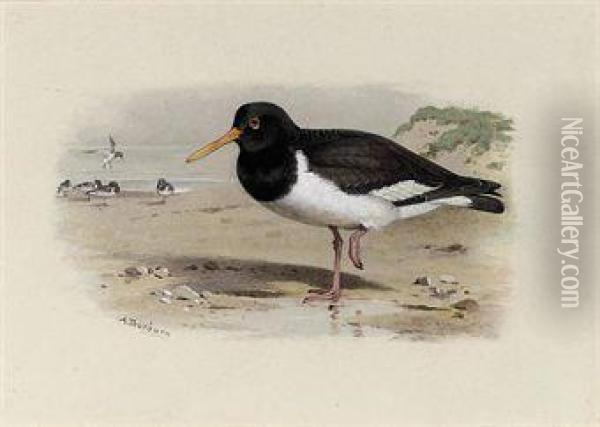 Oyster-catcher Or Sea-pie Oil Painting - Archibald Thorburn