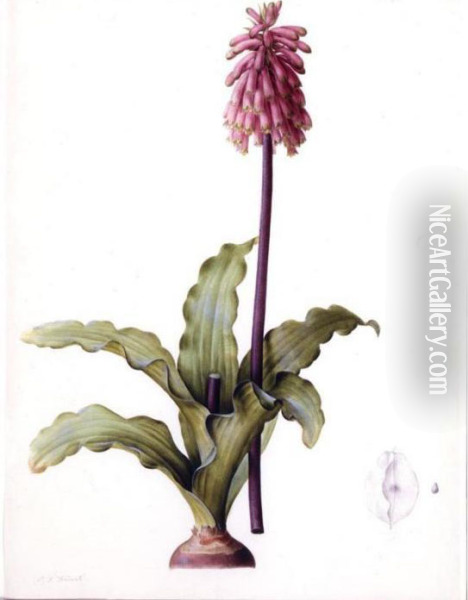 Veltheimia Capensis Oil Painting - Pierre-Joseph Redoute