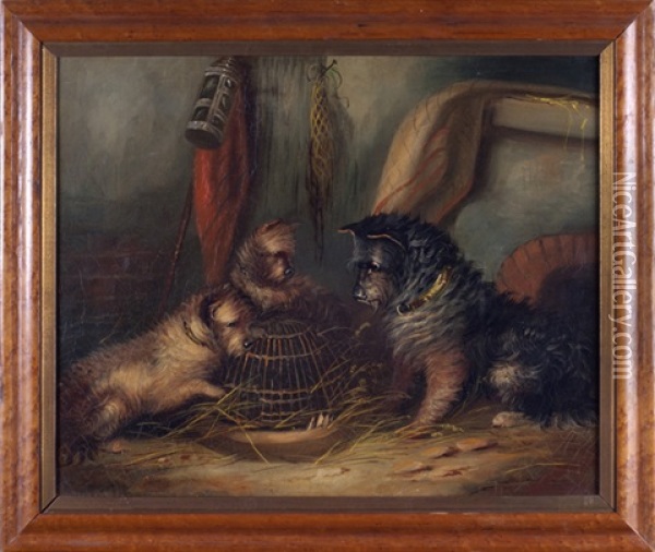 Three Terriers Around A Wicker Cage Oil Painting - George Armfield