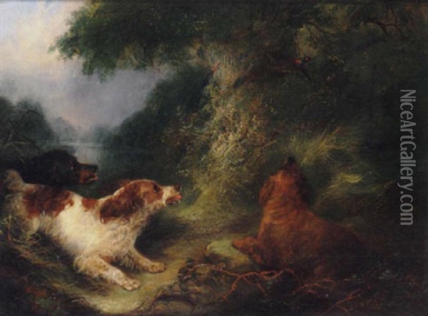 Spaniels Putting Up Pheasant Oil Painting - George Armfield