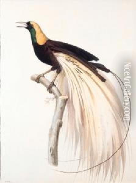 Le Grand Oiseau De Paradis 
Emeraude, Male - Greater Bird Of Paradise, Male - Paradisaea Apoda. 
Native To New Guinea. Oil Painting - Jacques Barraband