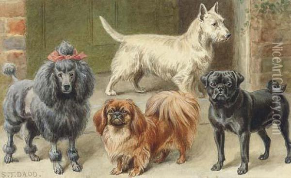 A Poodle, Pekingese, Pug, And Terrier On A Step Oil Painting - S. T. Dadd