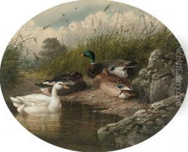 Ducks On A River Bank Oil Painting - Charles Edward Snr Brittan