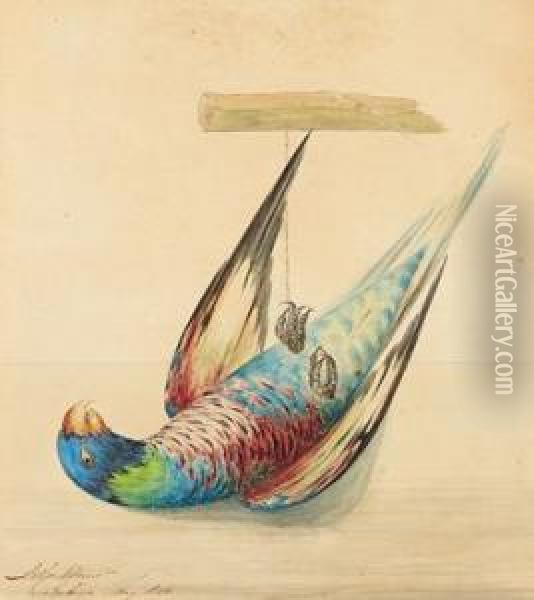 A Type Of Parrot Oil Painting - Adriaan David Van Der Gon Netscher