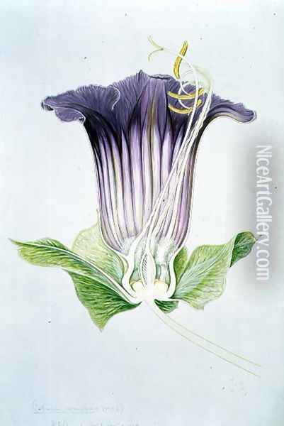 Drawing 110-1 Cobaea scandens (Cup and Saucer Vine) 1909 Oil Painting - Arthur Henry Church
