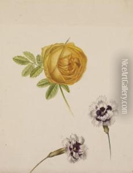 Deux Tulipes Jaunes En Boutons ; Et Une Rose Orange Et Deuxoeillets Violet Et Blanc Oil Painting - Pancrace Bessa