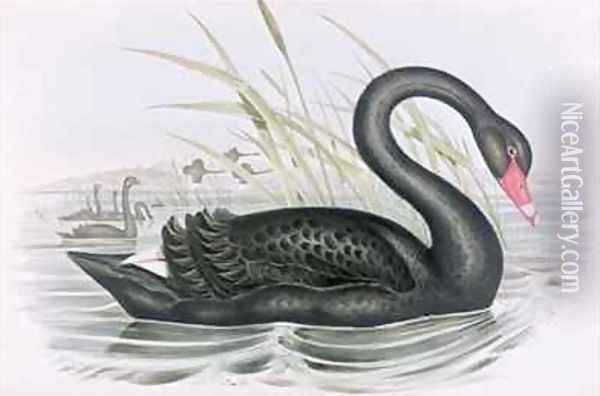 The Black Swan Oil Painting - John Gould