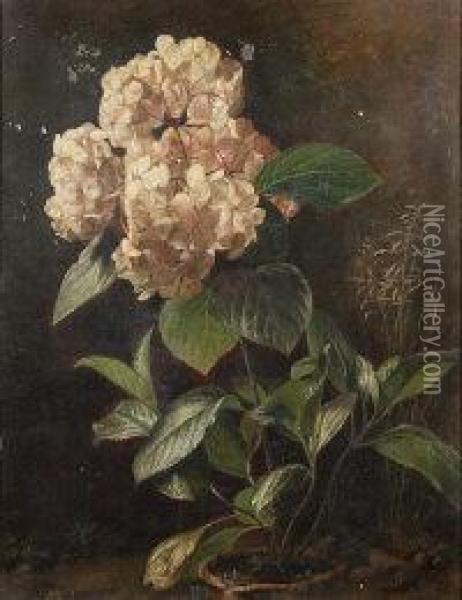Hydrangeas In A Pot Oil Painting - Mary E. Julyan