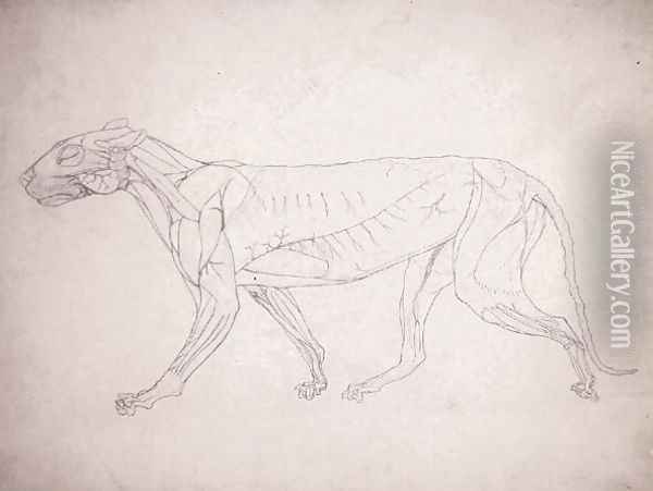 Study of a Tiger, Lateral View, from A Comparative Anatomical Exposition of the Structure of the Human Body with that of a Tiger and a Common Fowl, 1795-1806 14 Oil Painting - George Stubbs