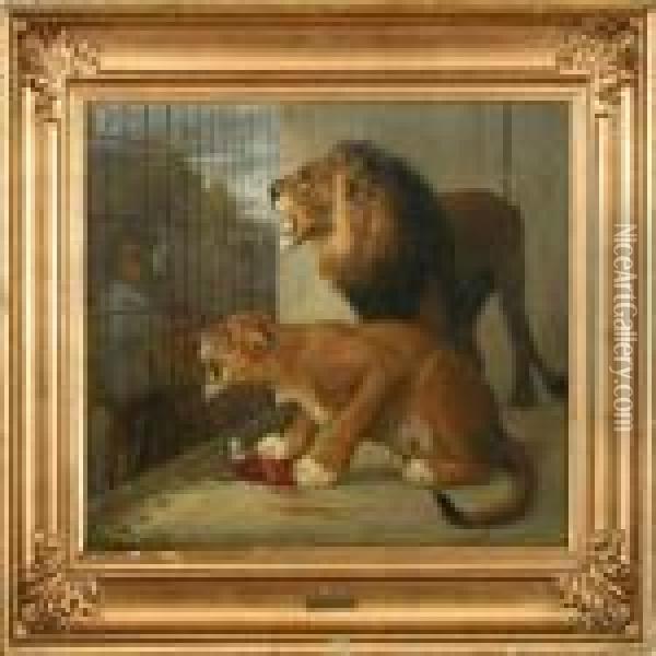 Lions In A Cage Oil Painting - Otto Bache