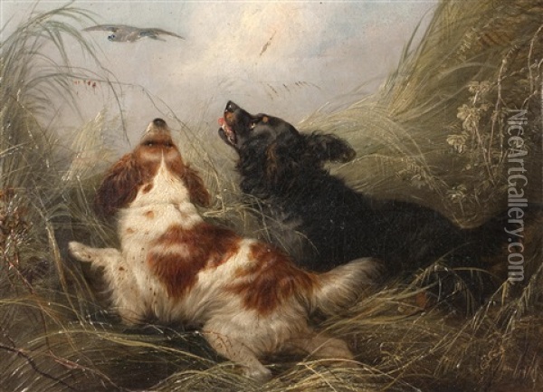 Spaniels In The Rushes Putting Up A Mallard Oil Painting - George Armfield