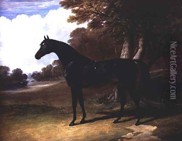 Gaucus, a dark bay horse in a wooded landscape Oil Painting - John Frederick Herring Snr