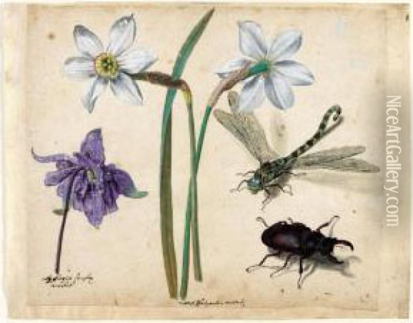 A Sheet Of Studies Of Flowers 
And Insects: Two Narcissi And A Columbine, With A Dragonfly And A Stag 
Beetle Oil Painting - Jacques (de Morgues) Le Moyne
