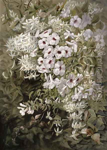 Flower Painting Pandorea Jasminoides and Clematis Aristata, c.1887 Oil Painting - Marian Ellis Rowan