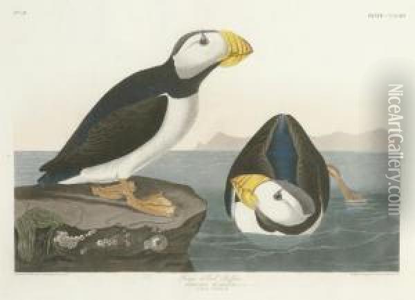 Large-billed Puffin (plate Ccxciii)
Mormon Glacialis Oil Painting - Robert I Havell