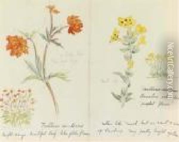 Trollius Asiaticus And Arnebia 
Echioides 'prophet Flower' Recto Andpolemonium Zepeus Verso Oil Painting - Helen Beatrix Potter