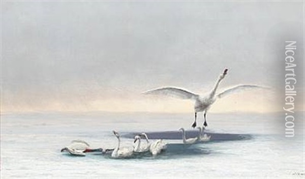 Winter Scenery With Swans Oil Painting - Carl (Jens Erik C.) Rasmussen