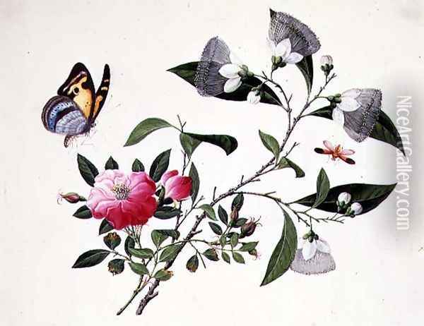 Flower Study and Insects (2) Oil Painting - Anonymous Artist