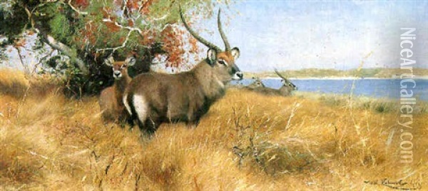 Antelope By A River Oil Painting - Wilhelm Friedrich Kuhnert