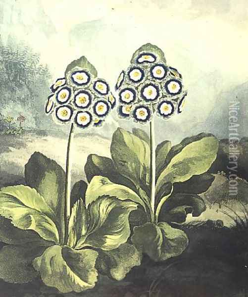 Primrosa Primula auricula, engraved by Sutherland, from Robert Thorntons Temple of Flora 1807 Oil Painting - Philip Reinagle