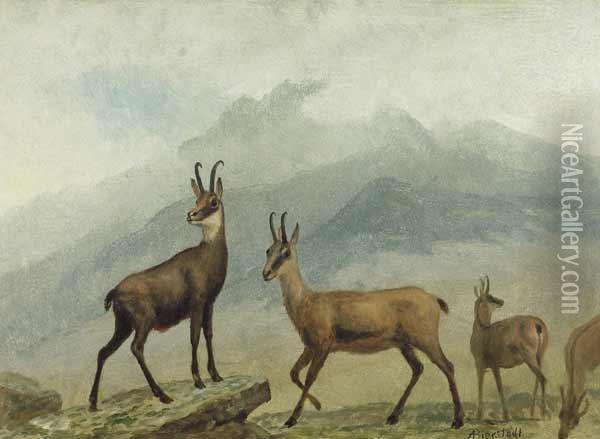 'chamois, Switzerland'' Oil Painting - Albert Bierstadt