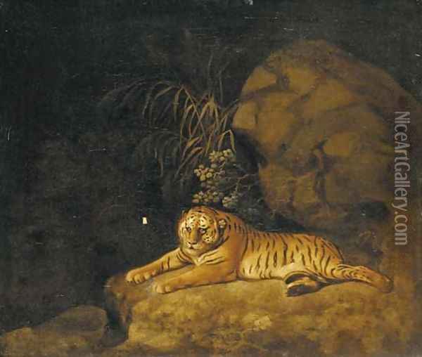 Portrait of the Royal Tiger Oil Painting - George Stubbs