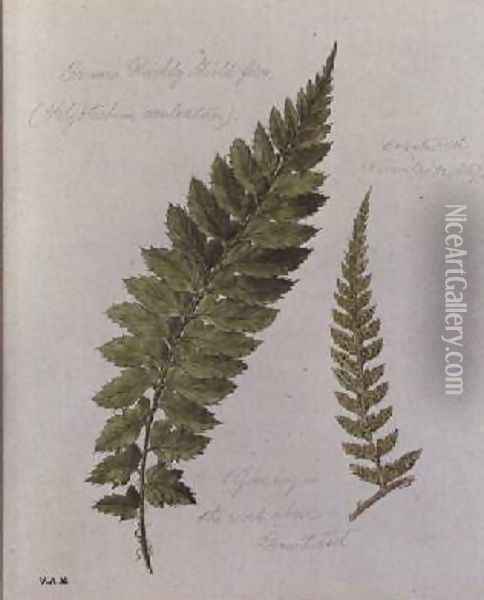 Common Prickly Shield fern Oil Painting - William James Linton