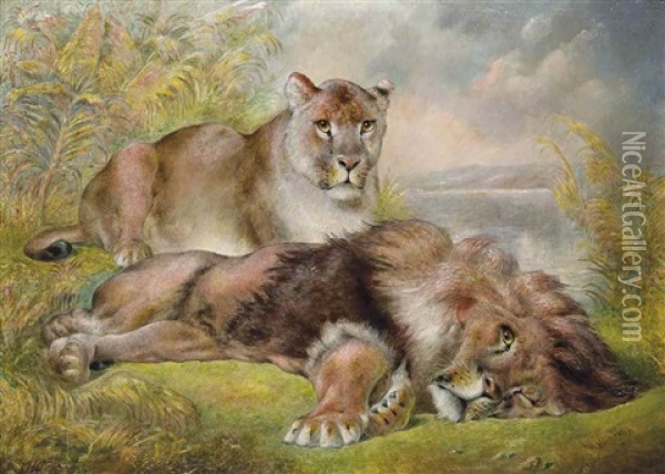 Resting Lions Oil Painting - William Huggins