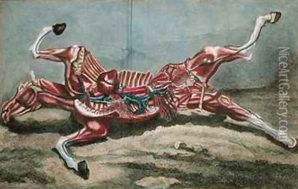 Anatomy of a horse from Cours dHippiatrique ou Traite Complet de la Medecine des Chevaux Oil Painting - Harguinier
