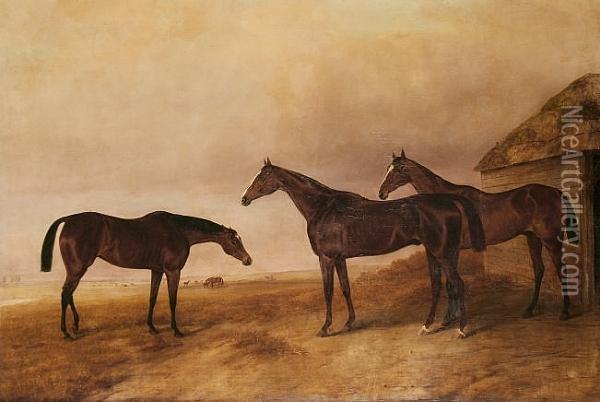 Brood Mares In A Field Oil Painting - John Snr Ferneley