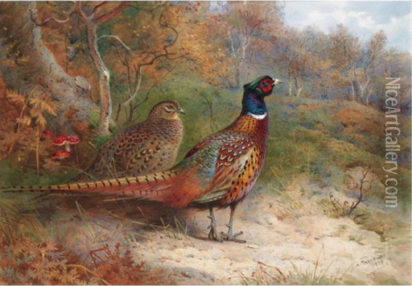 A Hen And A Cock Pheasant Oil Painting - Archibald Thorburn