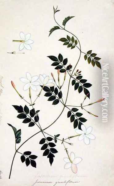 Jasminium grandiflorum, from 'Drawings of Plants from Malacca', c.1805-18 Oil Painting - Anonymous Artist