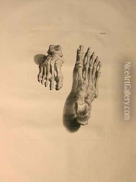 Albinus II, Tab. XXXIII: Skeleton of a Foot, illustration from 'Tabulae ossium humanorum', by Bernhard Siegfried Albinus (1697-1770), published by J.&H. Verbeek, bibliop. 1753, Leiden, 1729-1753 Oil Painting - Jan Wandelaar