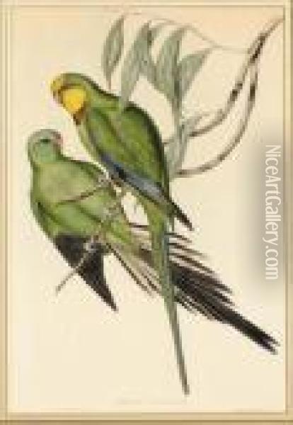 The Birds Of Australia Oil Painting - John H. Gould