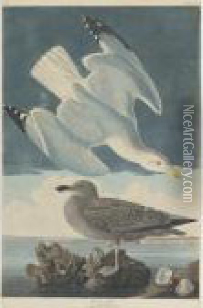 Herring Gull (plate Ccxci) Oil Painting - John James Audubon