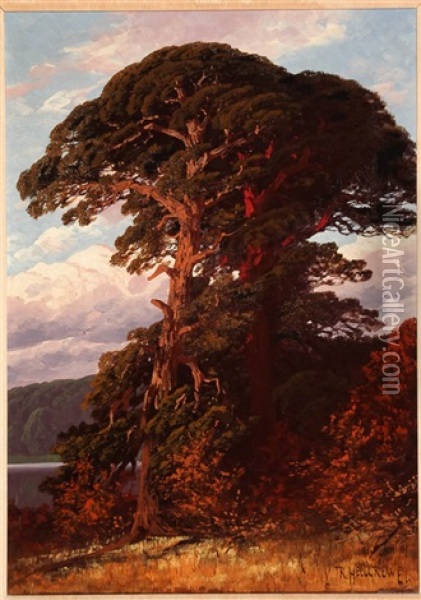 Pines By The Lake Ii Oil Painting - Rudolf Hellgrewe