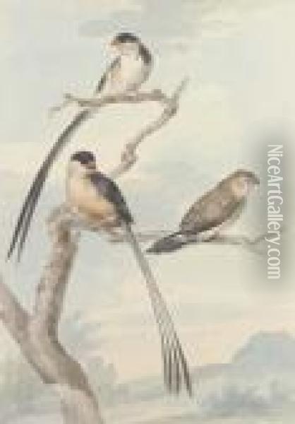Two Long-tailed Tits And A Bunting Oil Painting - Aert Schouman
