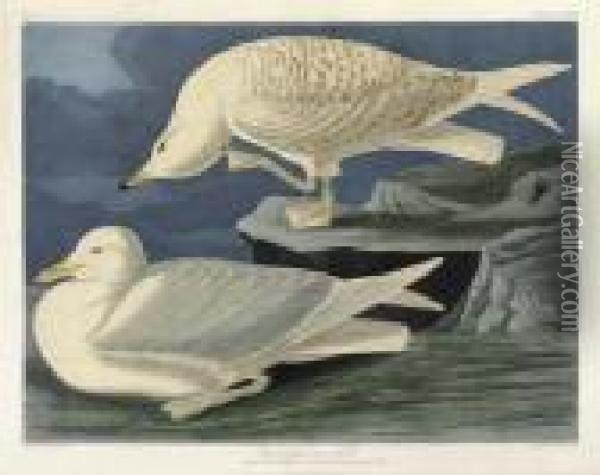 White-winged Silvery Gull (plate Cclxxxii)
Larus Leucopterus Oil Painting - John James Audubon
