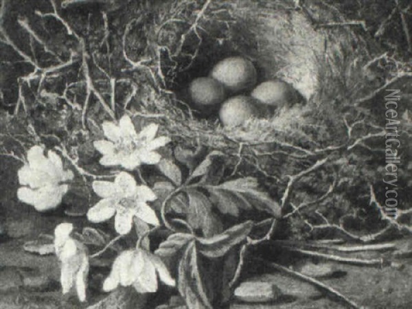 Still Life Of Primulas And A Bird's Nest Oil Painting - George Cruikshank