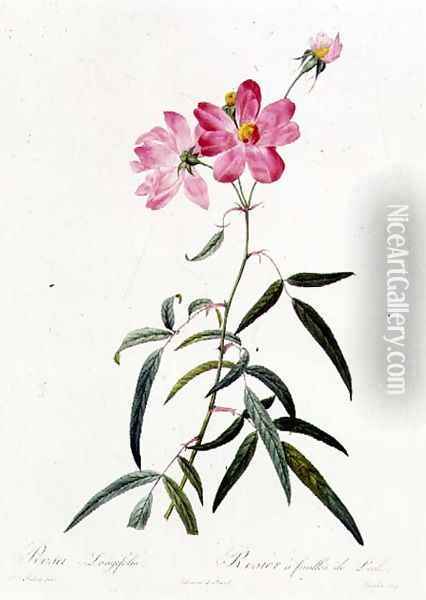Rosa Longifolia Oil Painting - Pierre-Joseph Redoute