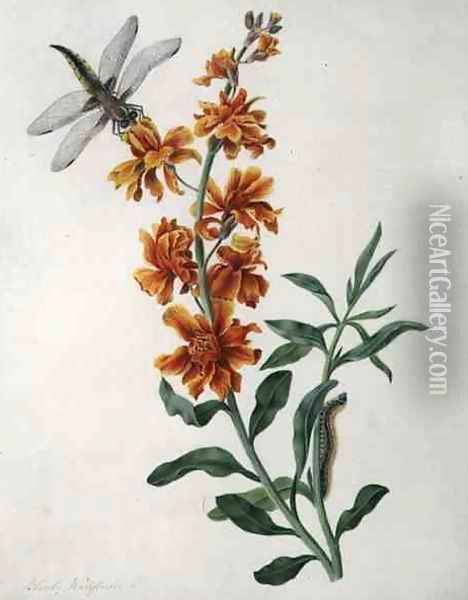 Erysium Cheiri with Dragonfly and Caterpillar Oil Painting - Matilda Conyers