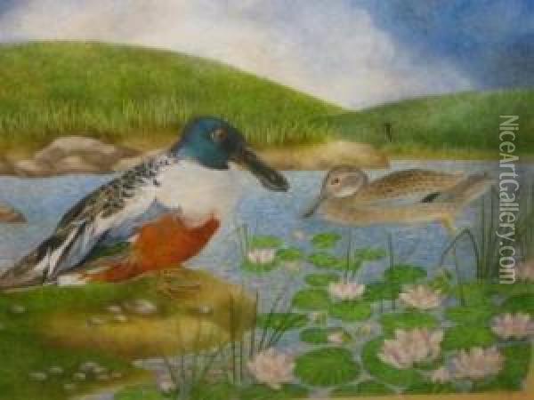 Shoveler Duck In A Pond Oil Painting - Frederick H.A. Parker