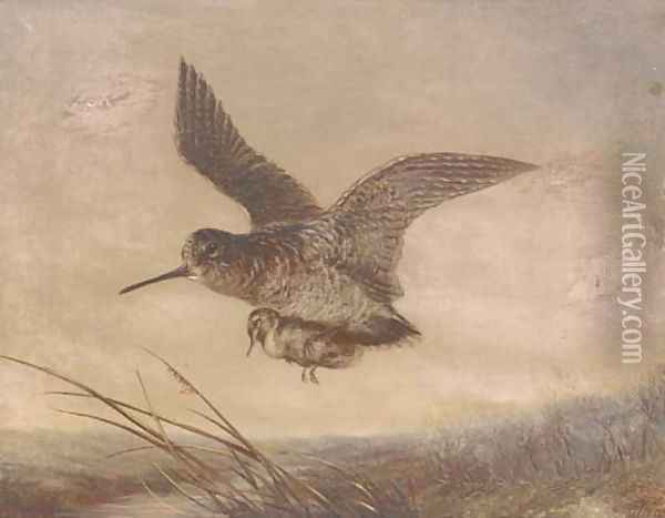 A snipe carrying its young Oil Painting - English School