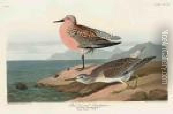 Red-breasted Sandpiper Oil Painting - John James Audubon