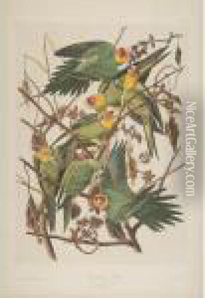 Carolina Parrot (plate 278) Oil Painting - John James Audubon